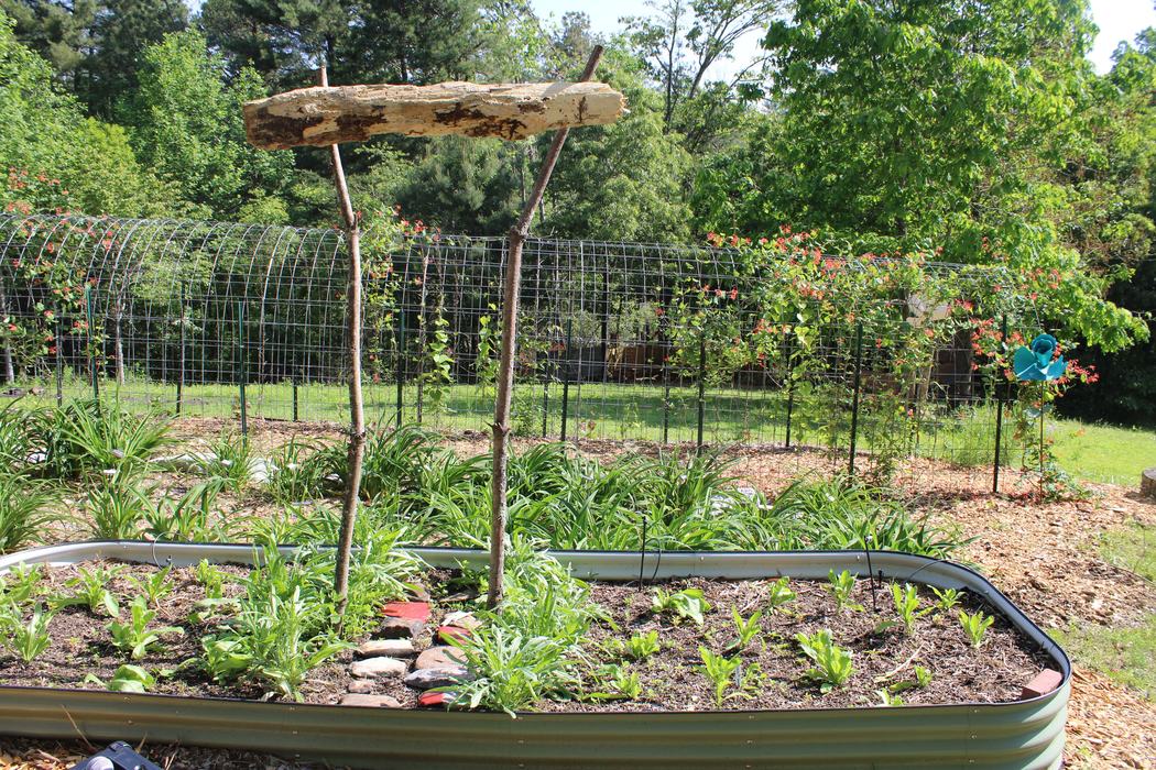 Raised metal garden bed with young plants and a horizontal log on two stakes; trellis with vines behind
