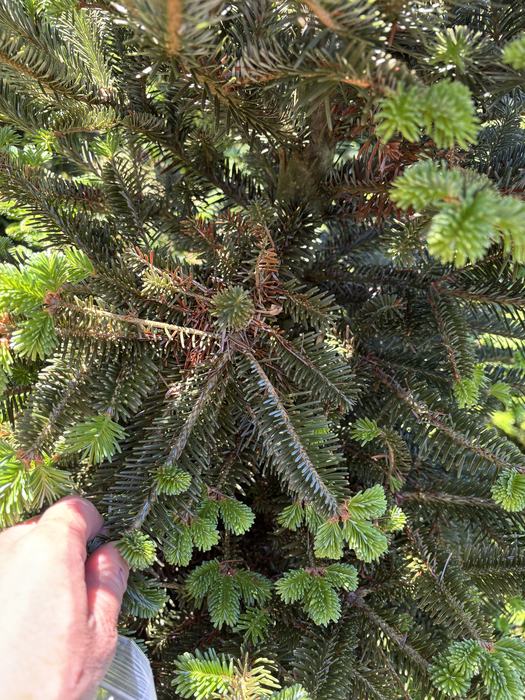 Hand holding a fir branch with fresh light-green new needle growth