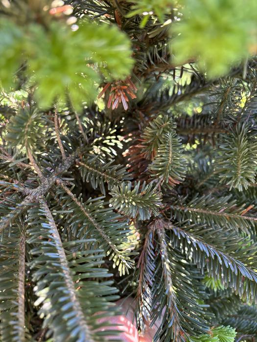 Evergreen tree branches with dense green and brown needles, close-up