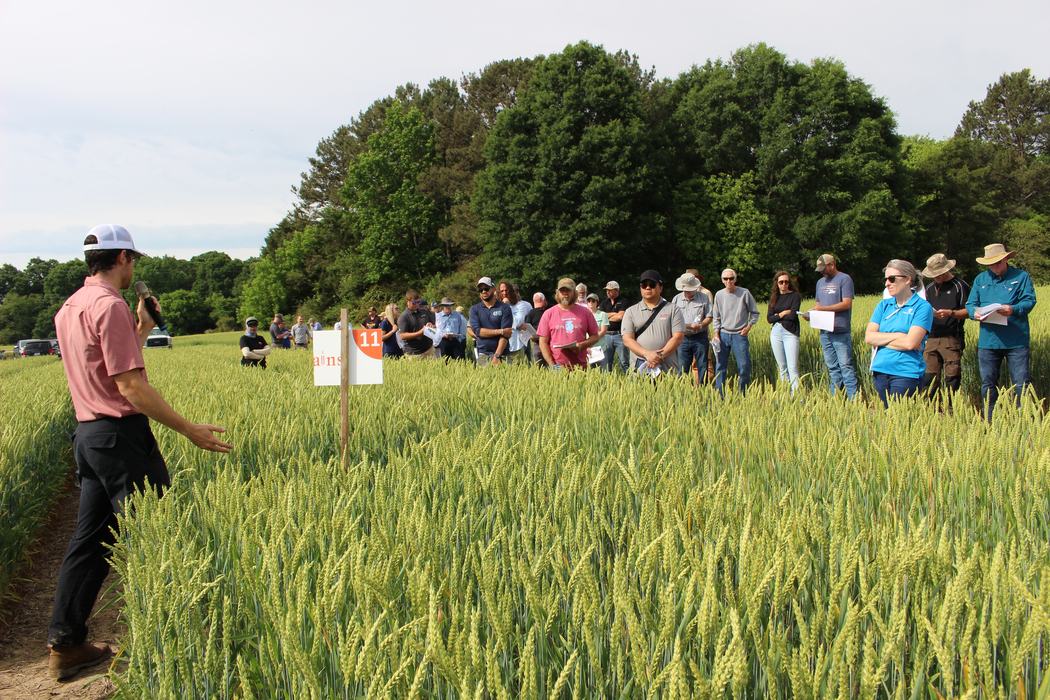 presentation in wheat field