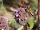Honeybee with pollen in hind legs hovering at purple dead-nettle flower