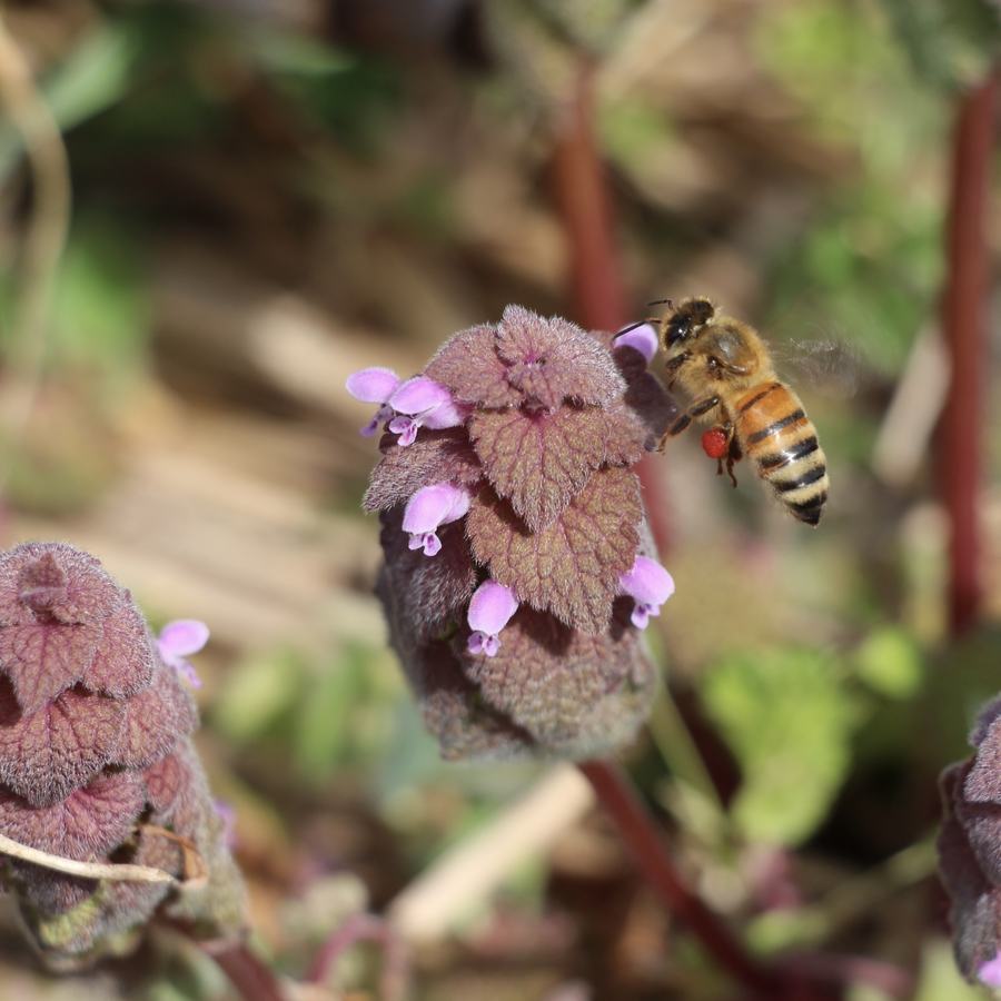 Pollinator bee at Bee Sweet Farm