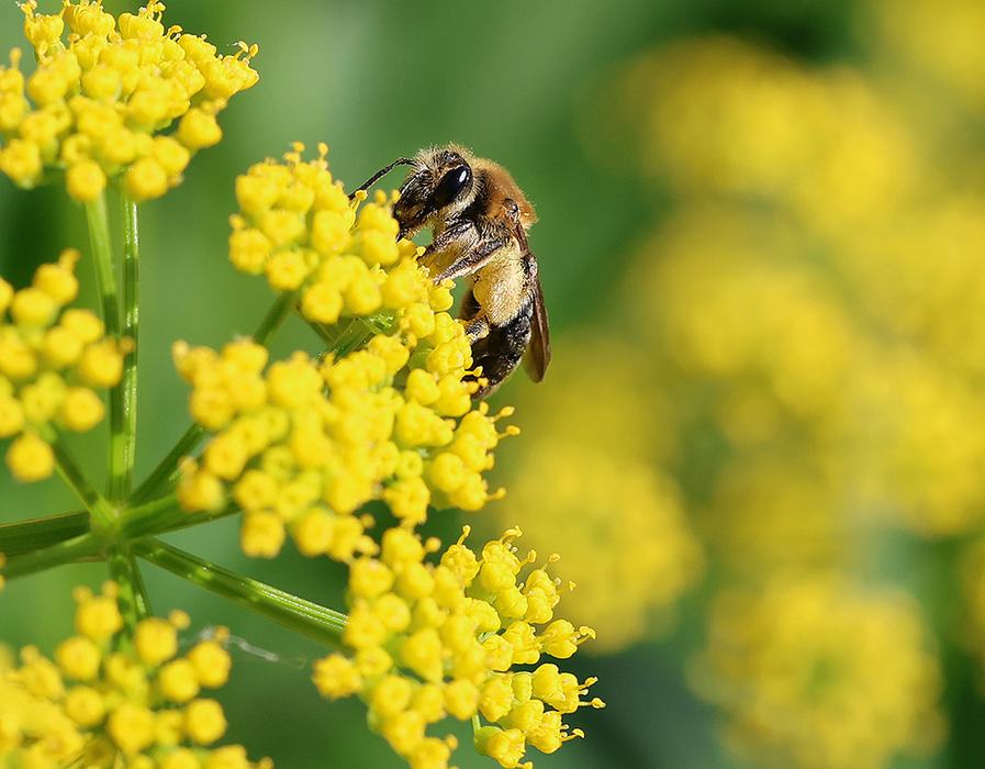 Mining bee on golden alexander.