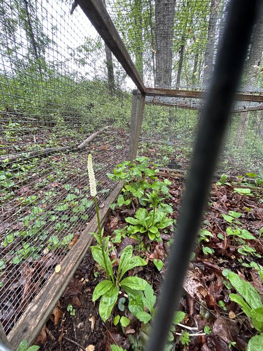 Chamaelirium luteum plants growing under a screen shade structure in the woods.