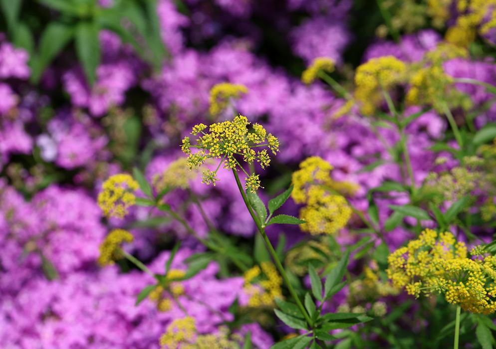 Golden alexander and downy phlox.