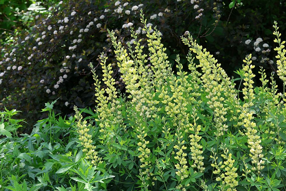 'Carolina Moonlight' wild indigo.