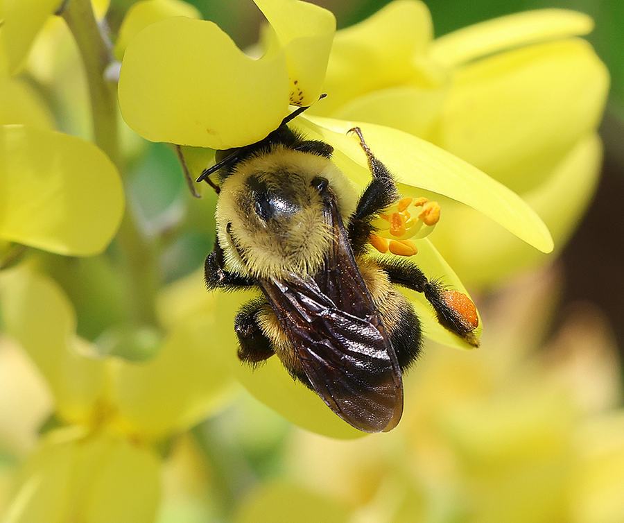 Brown-belted bumble bee on wild indigo.
