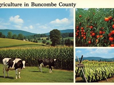 Vintage postcard showing scenes of Buncombe County agriculture.