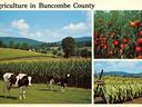 Vintage postcard showing scenes of Buncombe County agriculture.