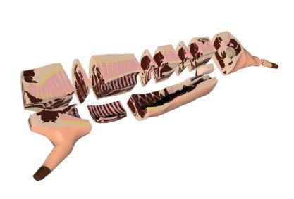 Pork Cut Model