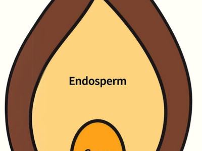 cartoon image of a whole grain with parts labeled bran, endosperm, and germ