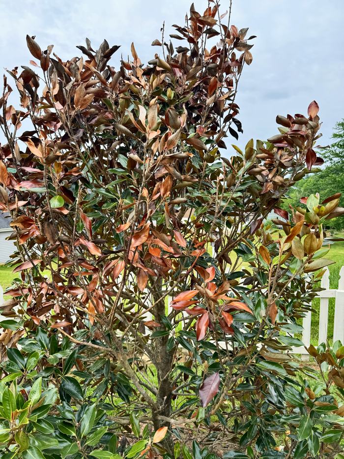 pink disease magnolia