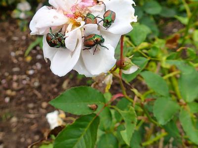Japanese Beetles (Popillia japonica)