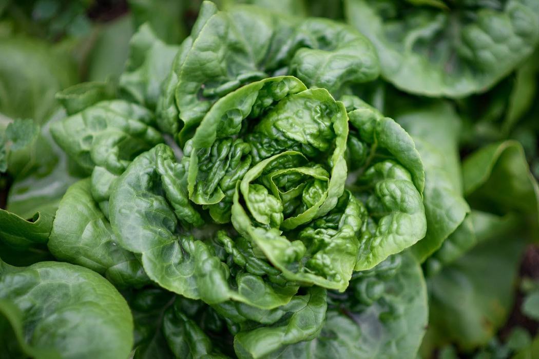 A close up of green lettuce. 