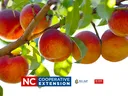 Peach Farm Tour