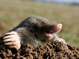 Mole emerging from a mound of loose soil in a residential yard.