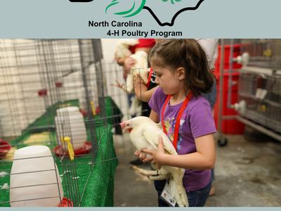 youth judging poultry