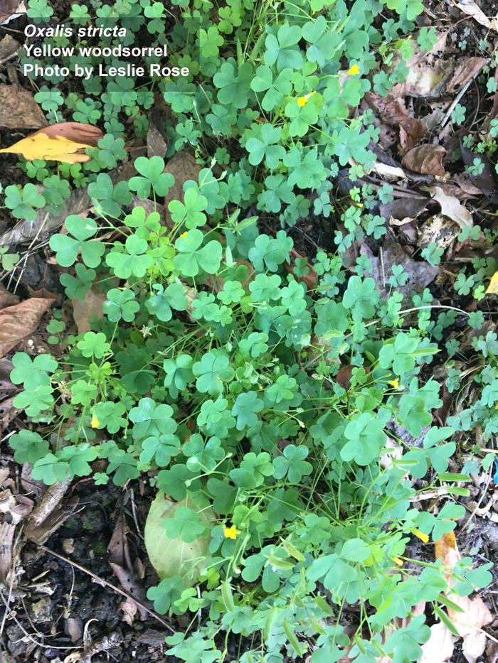 Yellow woodsorrel with flowers and seeds.