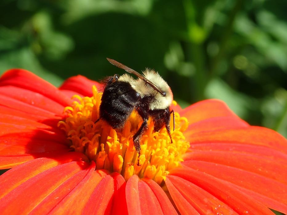 An insect on a bright colored flower