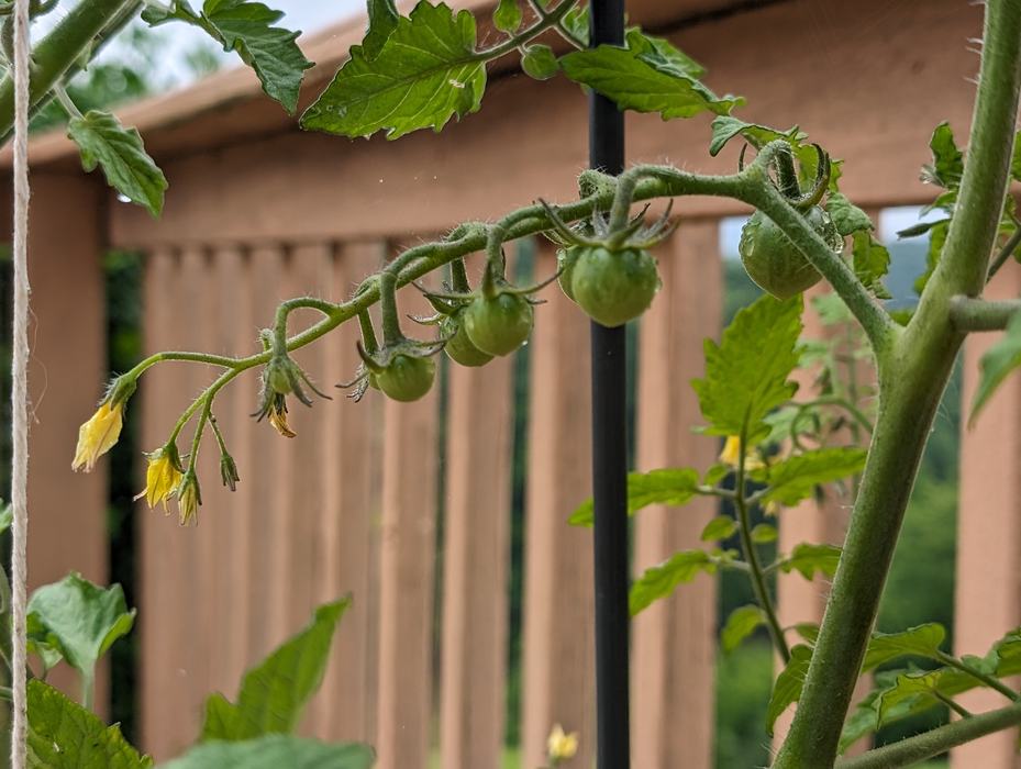 cherry tomatoes