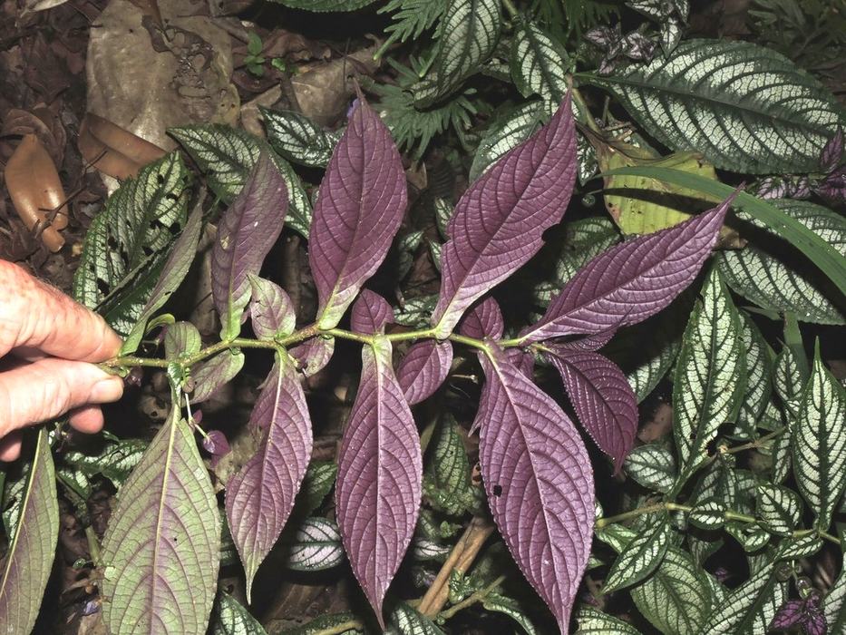 Foliage underside Barry Hammel CC BY-NC 2.0