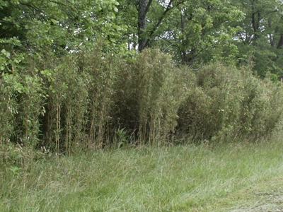 Native river cane on the edge of a mowed field