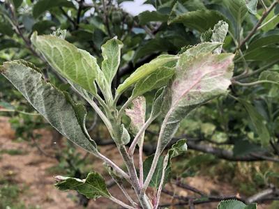 Primary powdery mildew symptoms on apple