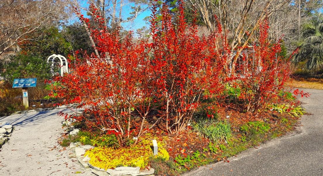 Fall blueberry color in the Brunswick County North Carolina Cooperative Extension Service Botanical Garden Krys Ochota.