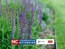 Salvia