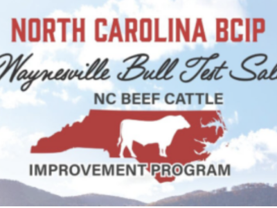North Carolina BCIP Waynesville Bull Test Sale NC Beef Cattle Improvement Program logo