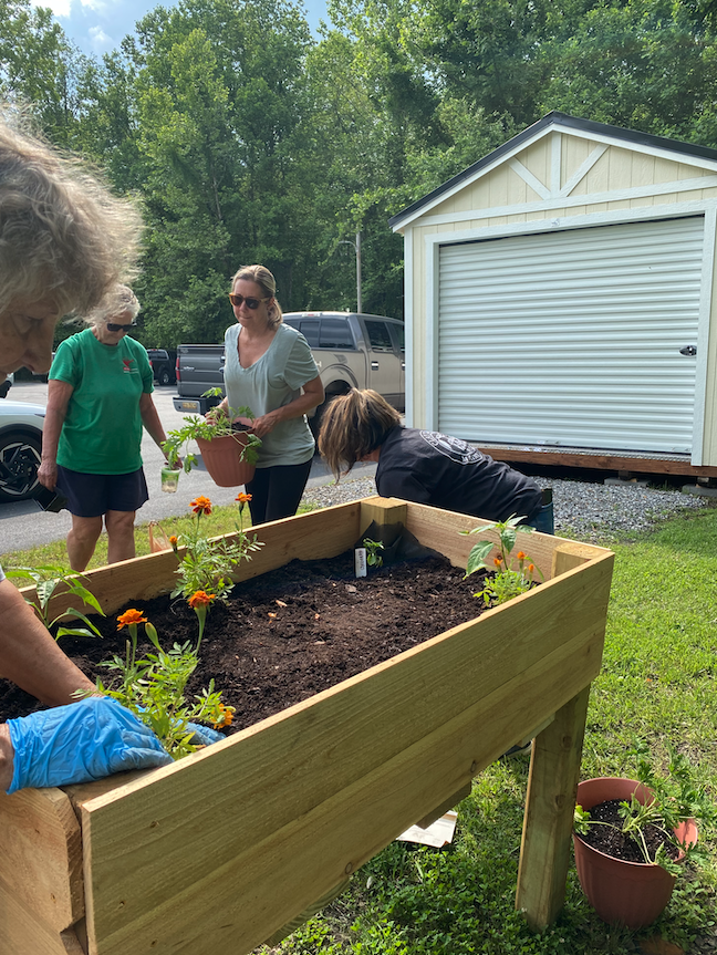 Volunteers plant a raised bed with orange flowers.