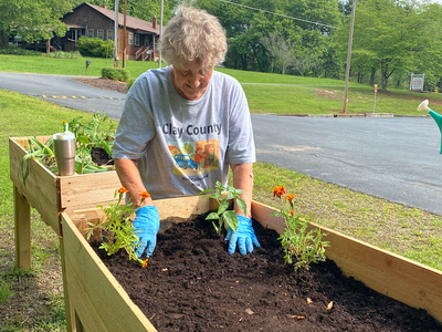 Person wearing "Clay County" shirt planting flowers in a raised wooden garden bed