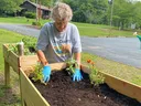 Person wearing "Clay County" shirt planting flowers in a raised wooden garden bed
