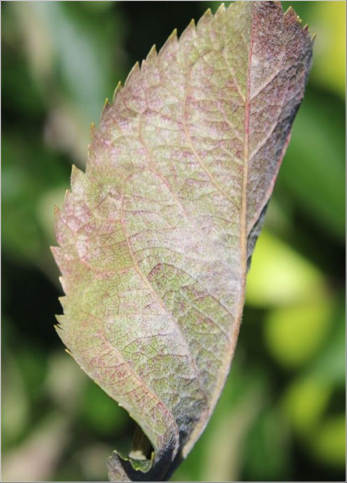 Symptoms of powdery mildew on apple leaf