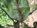 Blackening of the midvein due to shoot blight