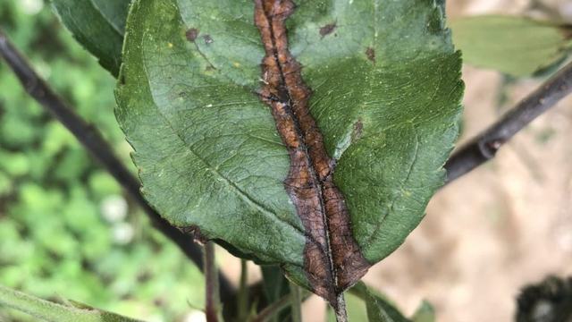Blackening of the midvein due to shoot blight
