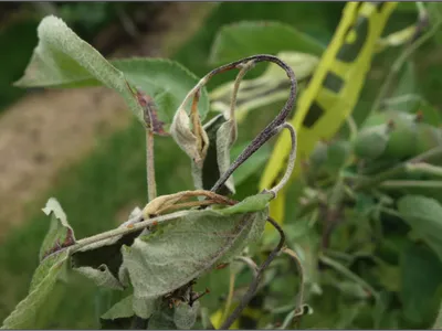 Shoot blight on apple tree