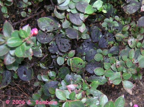 Sooty Mold on Azaleas