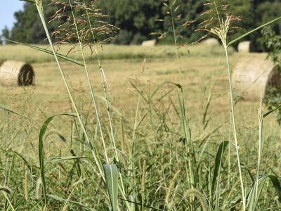 Tall grasses and seedheads in foreground with hay bales and trees in a field