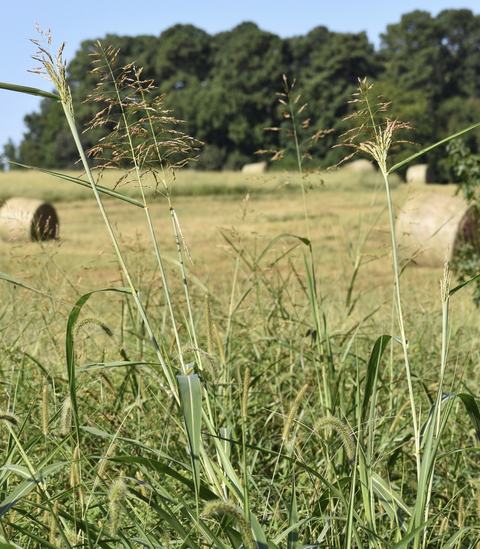 Tall grasses and seedheads in foreground with hay bales and trees in a field