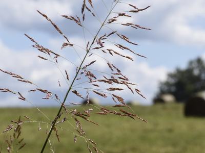 Tall grass seedhead in foreground with grassy field and cloudy sky background.