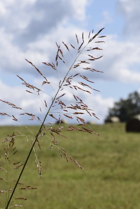 Tall grass seedhead in foreground with grassy field and cloudy sky background.