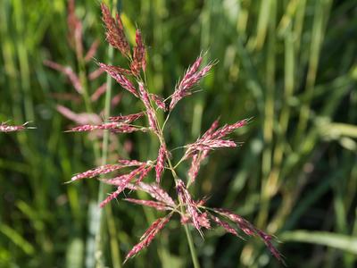 Pink-tinted wild grass seedhead against blurred green foliage