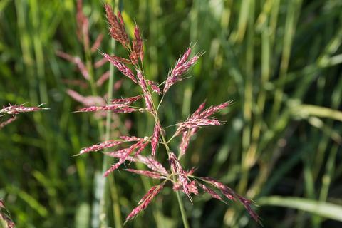Pink-tinted wild grass seedhead against blurred green foliage