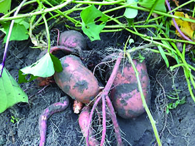 image of sweet potatoes with roots