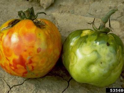 Two tomatoes showing characteristic discoloration from Tomato Spotted Wilt Virus, including mottled red and orange patches.