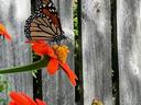 Flower with Monarch butterfly in the summer in Moore County Carol Bowman CC BY 2.0