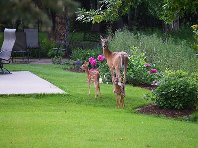 Adult white-tailed deer with fawns in a backyard