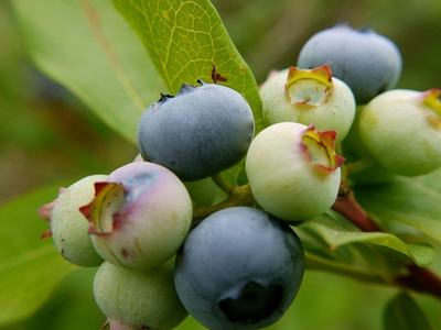 Fruits; Rob Thurman; CC BY 2.0