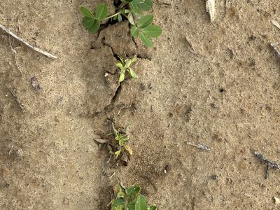 Two healthy plants to either side of an emerging plant, and one that has brown and yellow leaves due to Valor Injury.